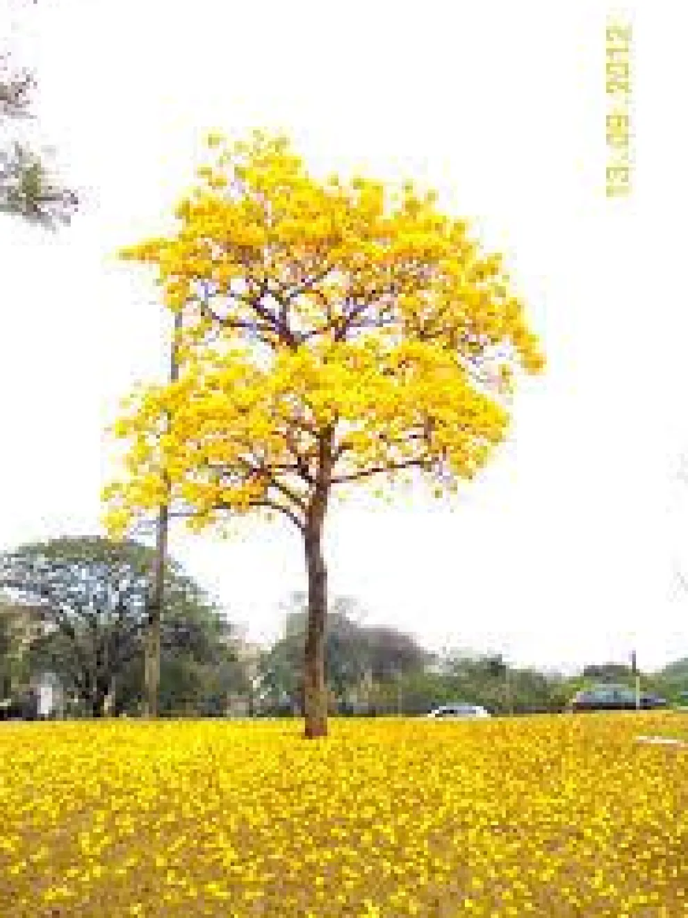 Ipe Wood Titanium Ring